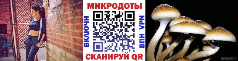 Псилоцибиновые грибы мицелий  что такое наркотик  Элиста 